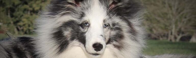 Jane's Sheltie