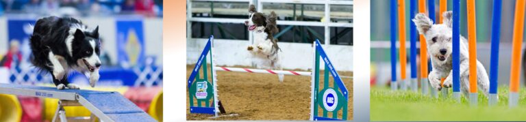 AGILITY FUN 4 ALL