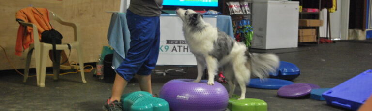 AKC Fit Dog