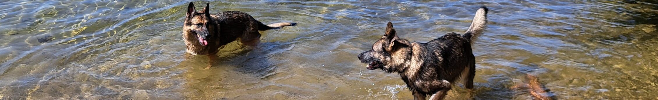 Dogs having fun in the water