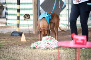 Ridgeback doing Scent Work.