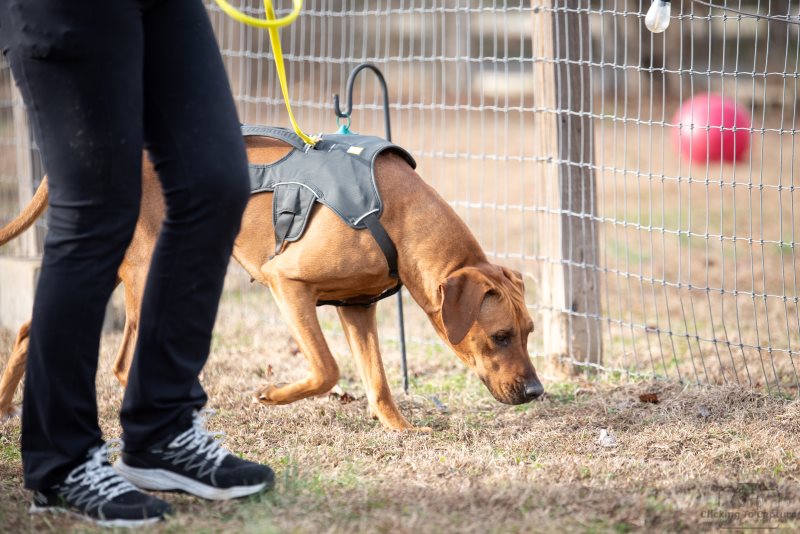 Scent Work can be done by any breed of dog no matter their age. 