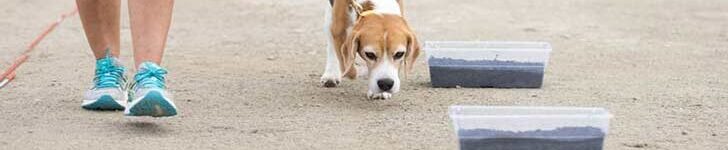 Beagle Doing Scent Work.