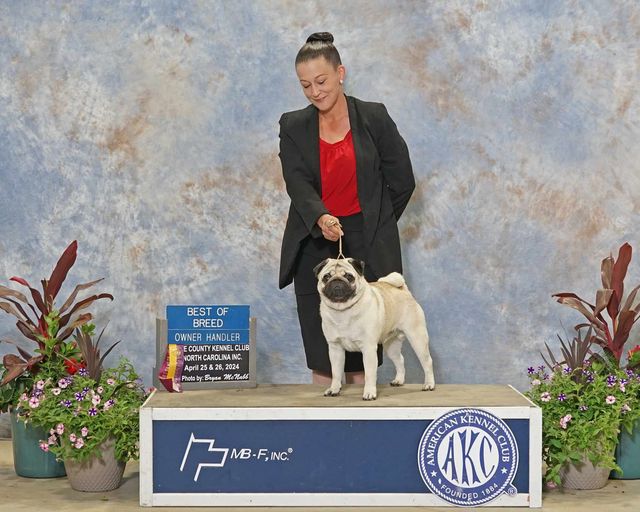 May be an image of 1 person, dog and text that says 'BEST OF BREED OWNER HANDLER ECOUNTYKENNELCLUS ECOUNTYKENNEL CLUB VORTHCAROLINAING April2 pril25& 25&26, Photoby Sapte лeBb MB -, F, INC.® CR AKC NEI CLUB FOUNDED FOURDEO 884'