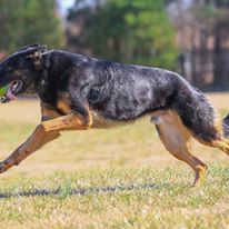 Ari Running With Ball